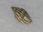 MARGINELLA CLERYI